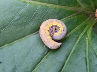 송종선님의 고구마 · 병해충상담 작성글 사진