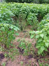 팜모닝 들깨·병해충상담 게시글 이미지