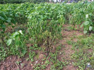 정태규님의 들깨 · 병해충상담 작성글 사진