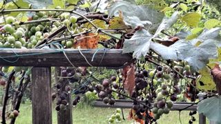 팽이님의 기타작물 · 병해충상담 작성글 사진