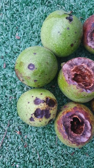 송죽님의 기타작물 · 병해충상담 작성글 사진