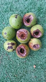 팜모닝 기타작물·병해충상담 게시글 이미지