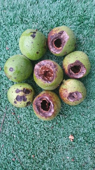 송죽님의 기타작물 · 병해충상담 작성글 사진