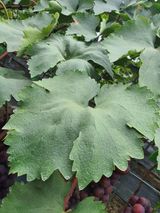 팜모닝 양배추·자유게시판 게시글 이미지