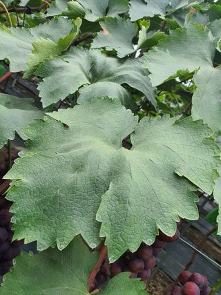 진아태님의 양배추 · 자유게시판 작성글 사진