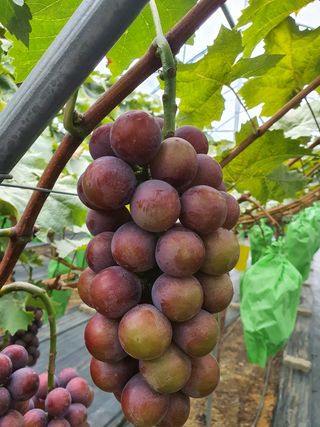 진아태님의 양배추 · 자유게시판 작성글 사진