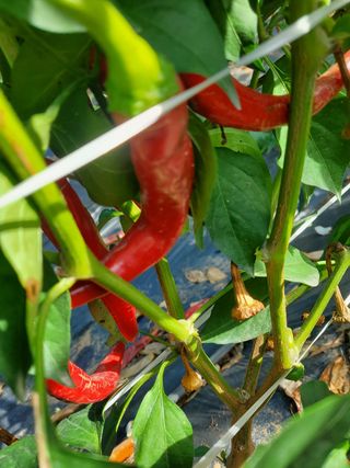 찬우맘님의 고추 · 병해충상담 작성글 사진