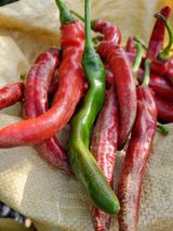 팜모닝 고추·병해충상담 게시글 이미지