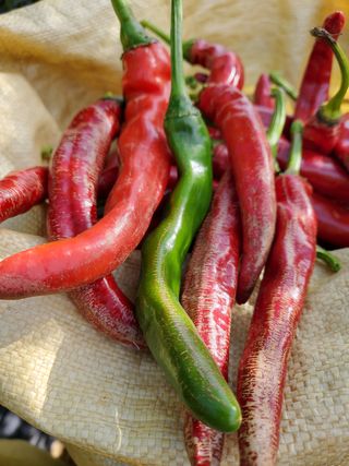 찬우맘님의 고추 · 병해충상담 작성글 사진