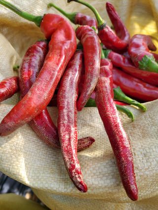 찬우맘님의 고추 · 병해충상담 작성글 사진