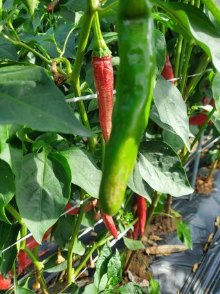 찬우맘님의 고추 · 병해충상담 작성글 사진