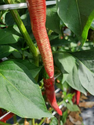 찬우맘님의 고추 · 병해충상담 작성글 사진