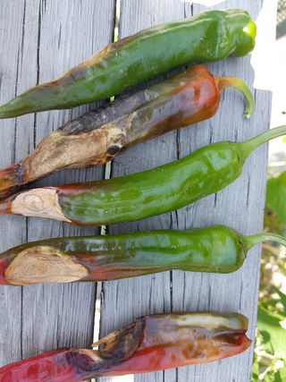 장지영님의 고추 · 병해충상담 작성글 사진