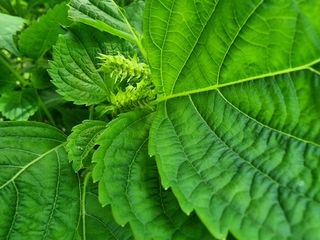 밝은숲님의 팜모닝 · 출석 작성글 사진