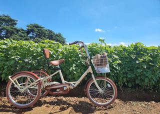 밝은숲님의 팜모닝 · 출석 작성글 사진