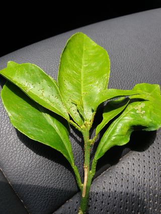 통통님의 귤 · 병해충상담 작성글 사진