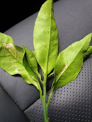 통통님의 귤 · 병해충상담 작성글 사진