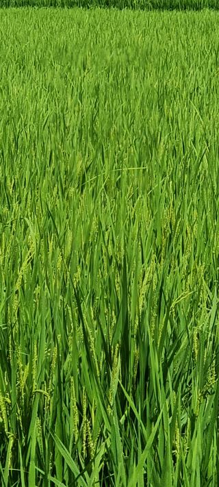 김형균님의 팜모닝 · 출석 작성글 사진