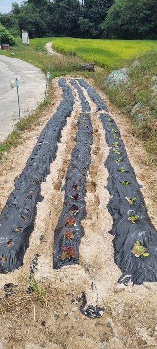 김문수님의 팜모닝 · 출석 작성글 사진