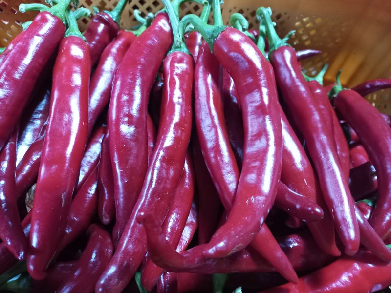 장터 상품 [속리산 아래에서  직접  고추 농사합니다 500g  1] 썸네일