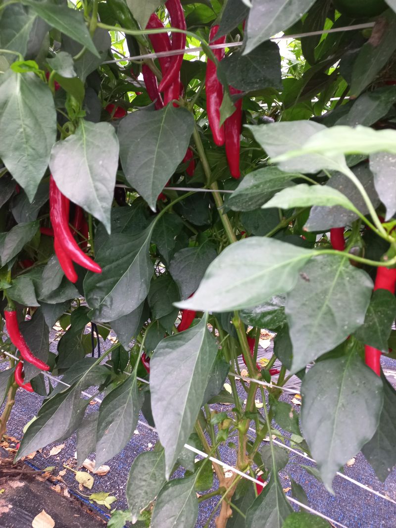 대추님의 장터 판매 상품 [속리산 아래에서  직접  고추 농사합니다 500g  1] 첨부 사진