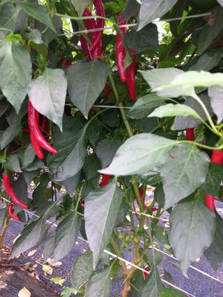 대추님의 작성글 사진