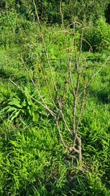 팜모닝 기타작물·병해충상담 게시글 이미지