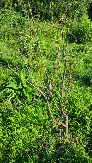 순진농부님의 기타작물 · 병해충상담 작성글 사진
