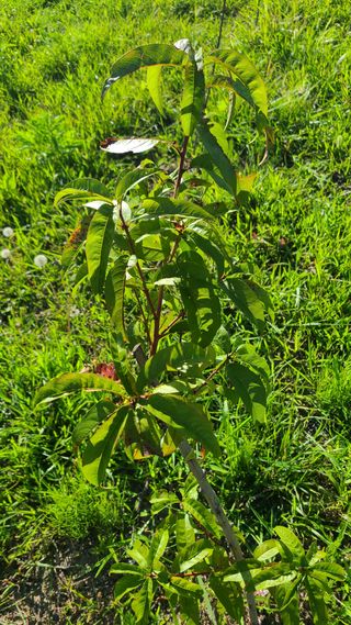 순진농부님의 기타작물 · 병해충상담 작성글 사진