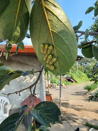 라님의 감 · 병해충상담 작성글 사진