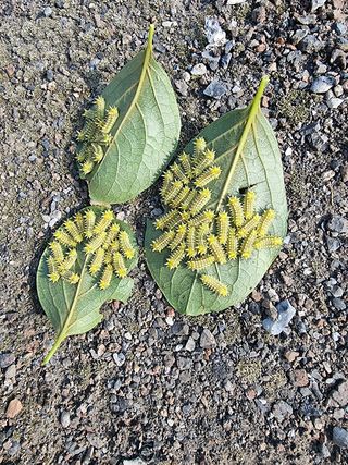 라님의 감 · 병해충상담 작성글 사진