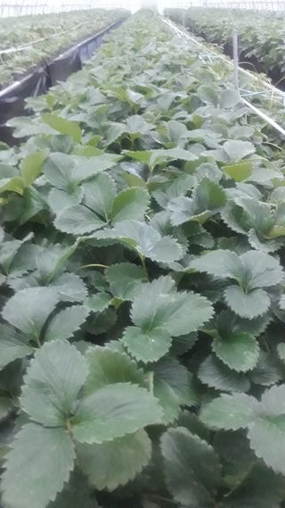 막걸리대왕님의 딸기 · 병해충상담 작성글 사진