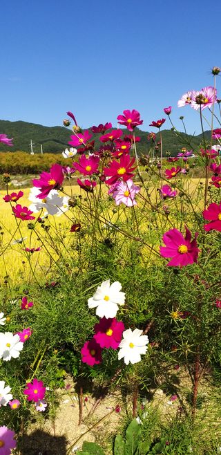 평창이씨님의 양파 · 자유게시판 작성글 사진