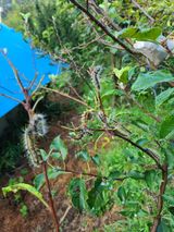 팜모닝 사과·병해충상담 게시글 이미지