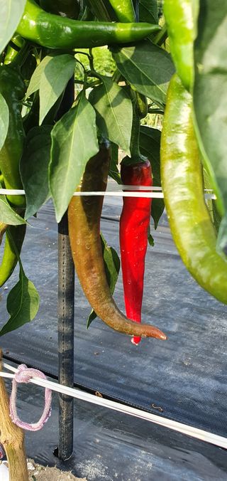 정상욱님의 고추 · 병해충상담 작성글 사진