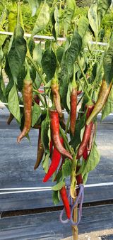 팜모닝 고추·병해충상담 게시글 이미지