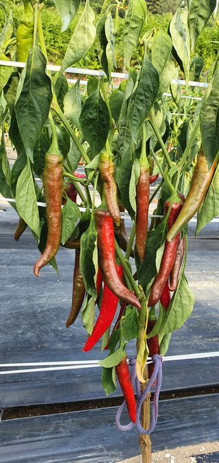 정상욱님의 고추 · 병해충상담 작성글 사진