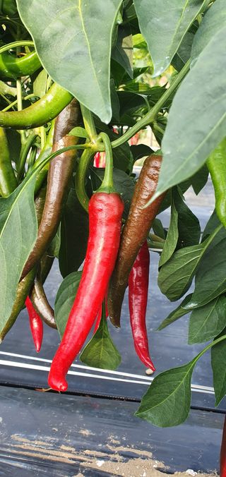 정상욱님의 고추 · 병해충상담 작성글 사진