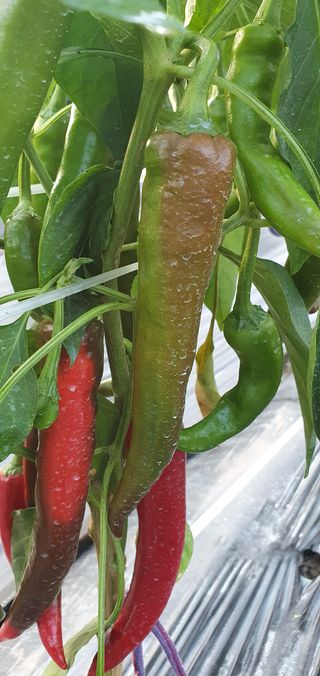 정상욱님의 고추 · 병해충상담 작성글 사진