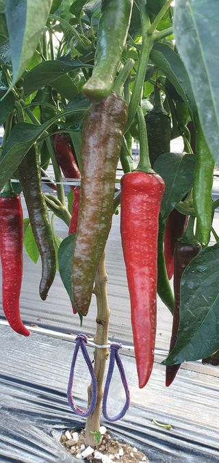 정상욱님의 고추 · 병해충상담 작성글 사진