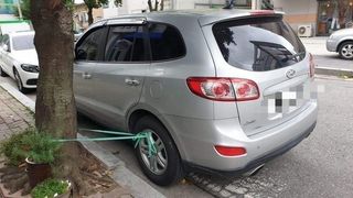 창녕블루베리님의 오이 · 자유게시판 작성글 사진