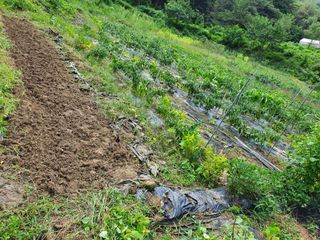 고영희님의 배 · 일상 작성글 사진