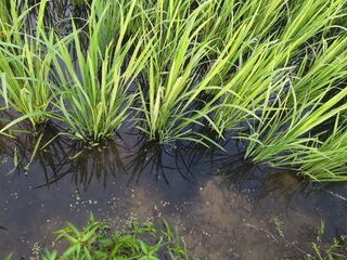 오채윤님의 벼 · 병해충상담 작성글 사진