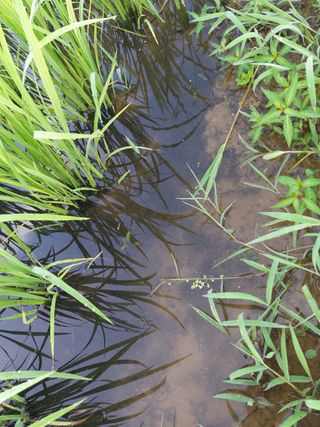오채윤님의 벼 · 병해충상담 작성글 사진