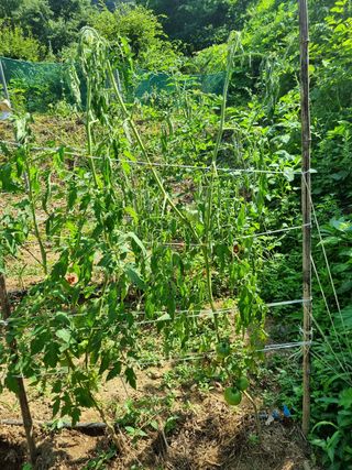 뻔뻔시인님의 토마토 · 병해충상담 작성글 사진