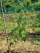 팜모닝 토마토·병해충상담 게시글 이미지