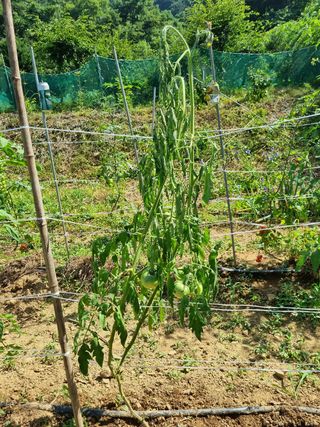 뻔뻔시인님의 토마토 · 병해충상담 작성글 사진