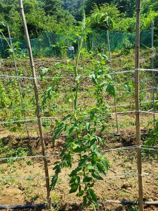 뻔뻔시인님의 토마토 · 병해충상담 작성글 사진