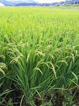 팜모닝 팜모닝·출석 게시글 이미지