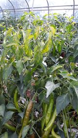 팜모닝 기타작물·병해충상담 게시글 이미지